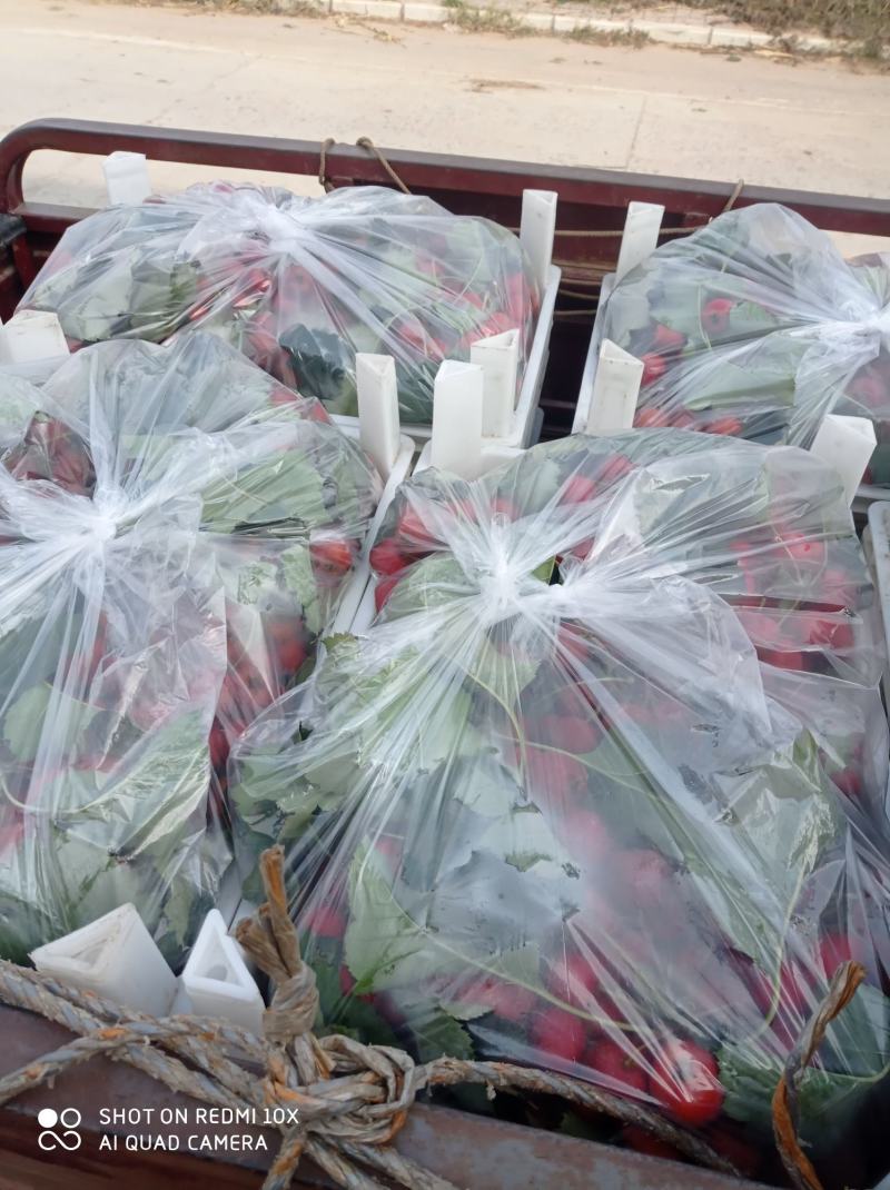 山楂大金星精品手摘成串果