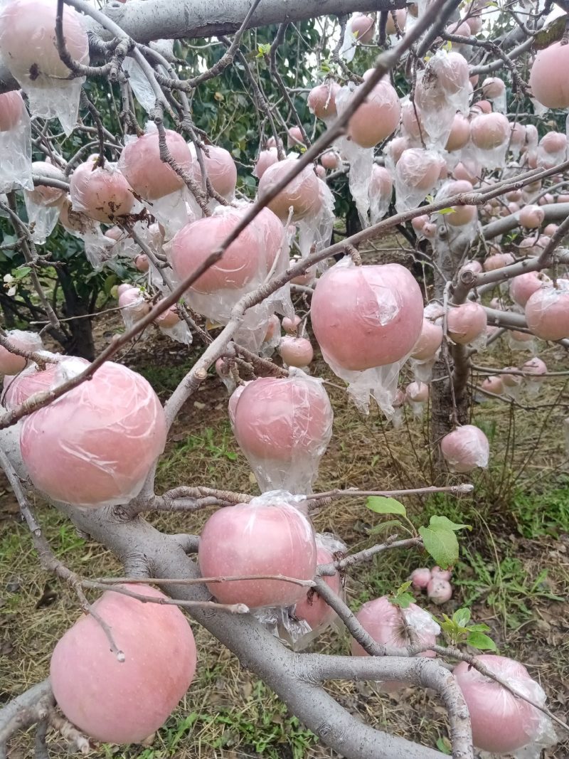 【会员量大更实惠】红富士陕西苹果包邮包售后一件代发