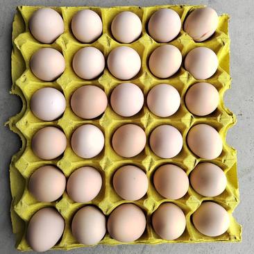 土鸡蛋粉壳鸡蛋林地自由放养土鸡蛋420枚装全国发货