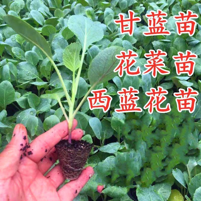 西兰花菜苗品种