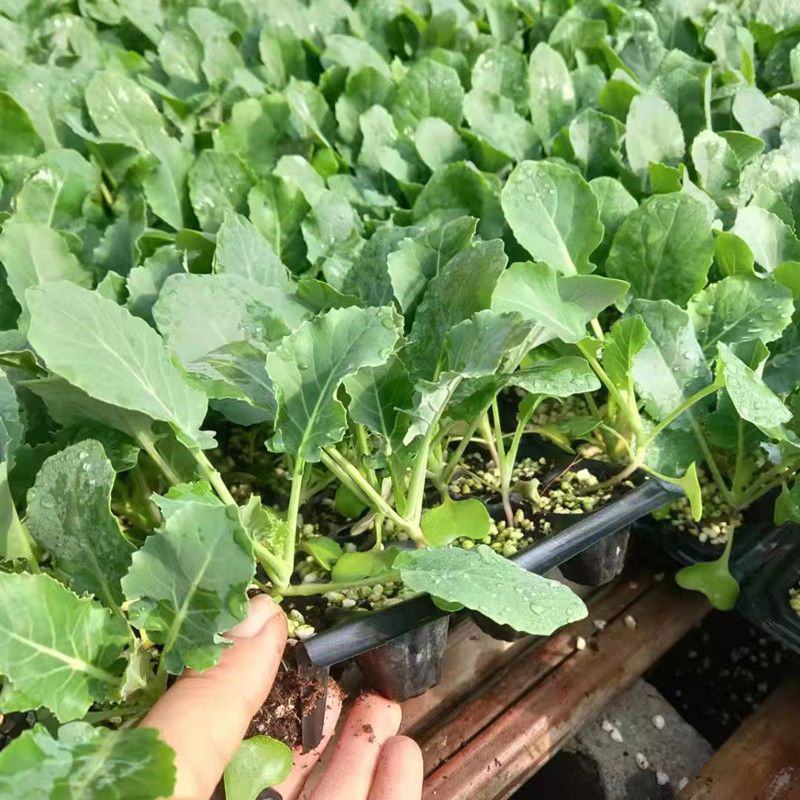 西兰花菜苗品种