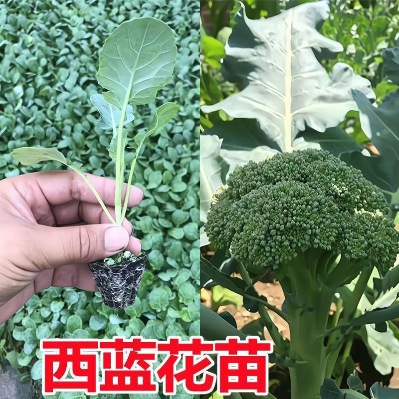 西兰花菜苗品种