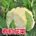 西兰花菜苗品种