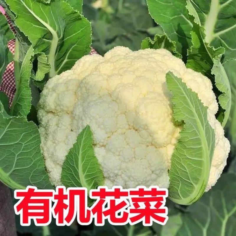 西兰花菜苗品种