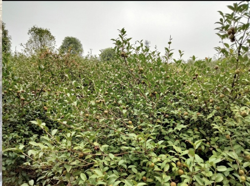 大别山老树茶油果66666