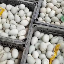 长期有货蛋一手货源各种新鲜咸鸭蛋