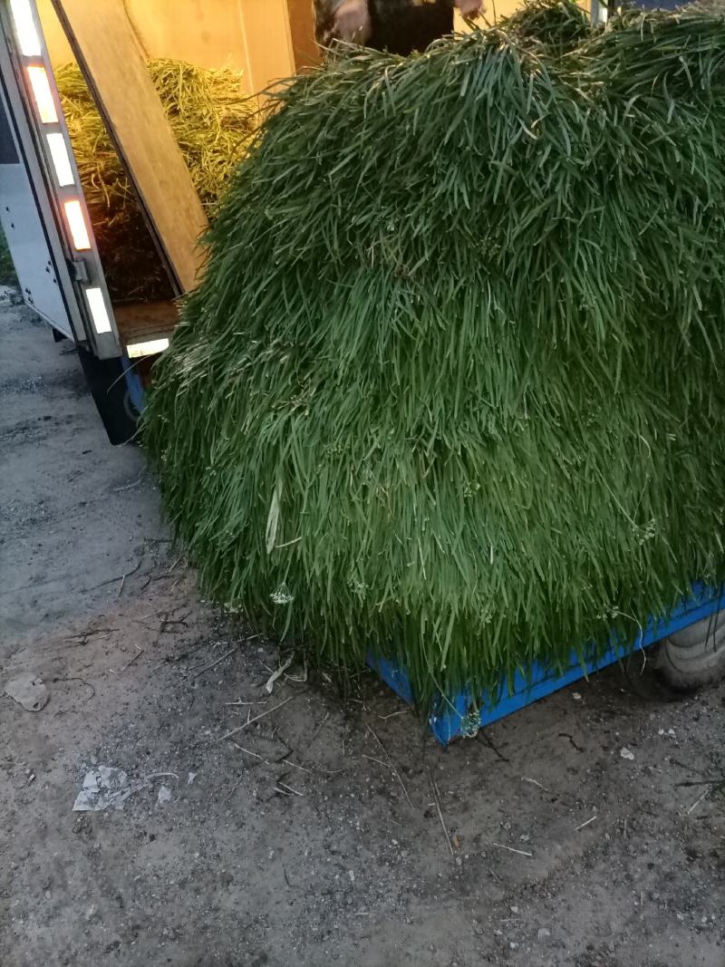 毛韭菜质量杠杠的，欢迎各位老板订货！