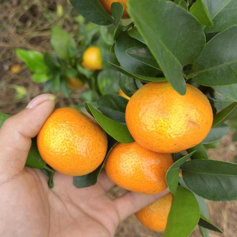广西平南县金秋沙糖桔，皮薄，纯甜无酸无籽，化渣，颜色好看