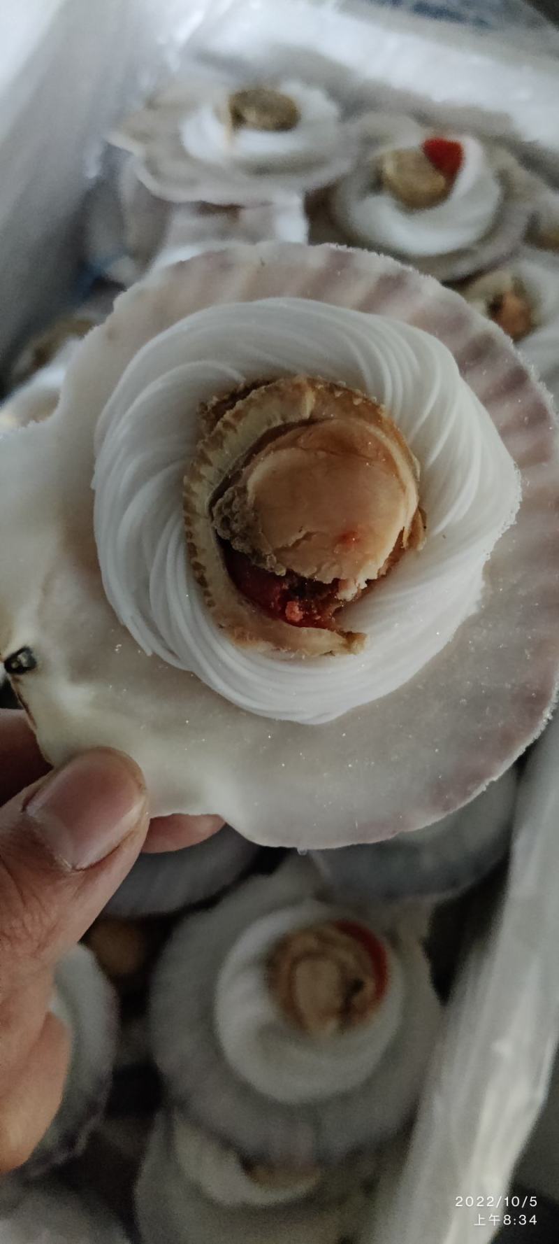 粉丝贝粉丝扇贝烧烤用粉丝贝粉丝贝粉丝扇贝烧烤用粉