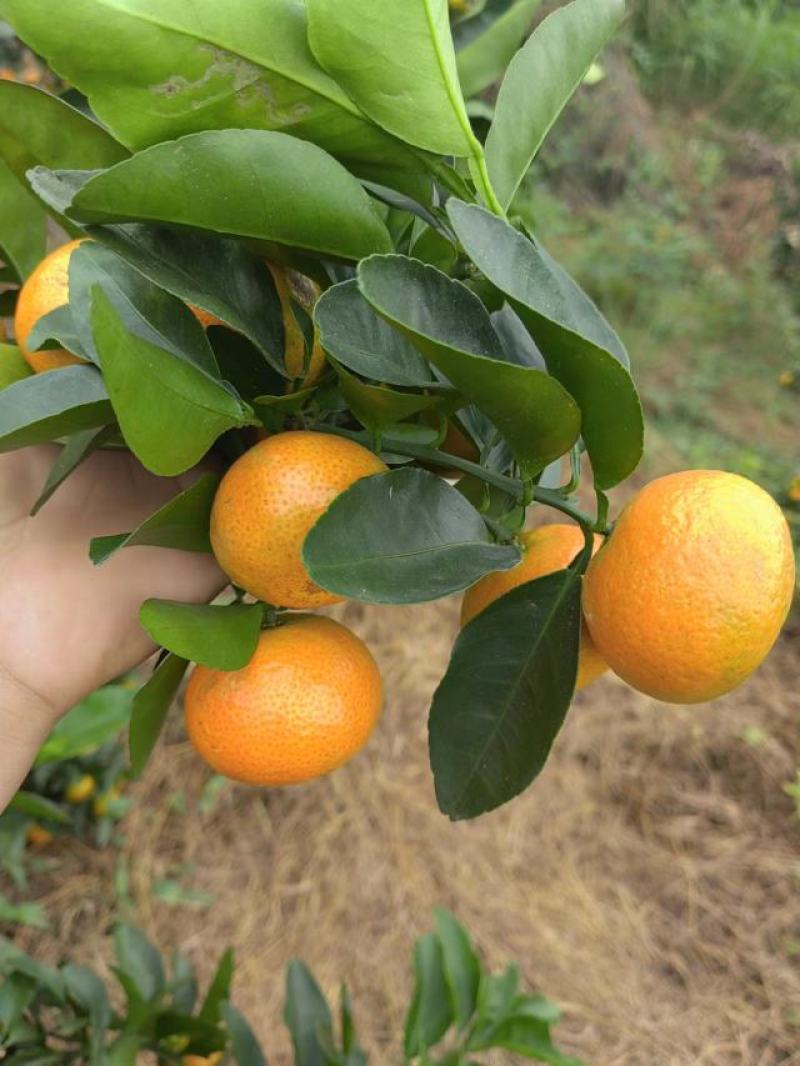 广西平南县金秋沙糖桔，皮薄，纯甜无酸无籽，化渣，颜色好看