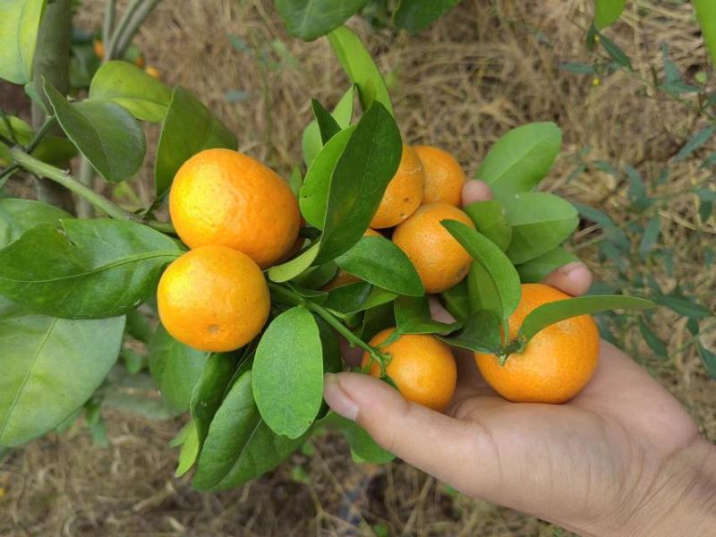 广西平南县金秋沙糖桔，皮薄，纯甜无酸无籽，化渣，颜色好看