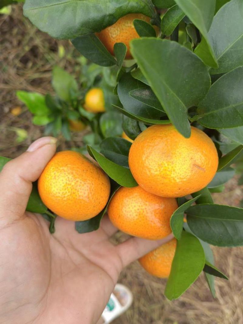 广西平南县金秋沙糖桔，皮薄，纯甜无酸无籽，化渣，颜色好看