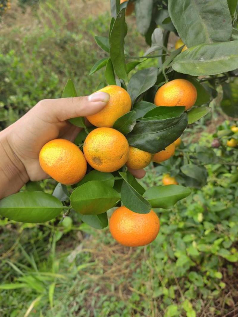 广西平南县金秋沙糖桔，皮薄，纯甜无酸无籽，化渣，颜色好看