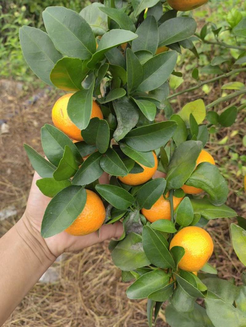 广西平南县金秋沙糖桔，皮薄，纯甜无酸无籽，化渣，颜色好看