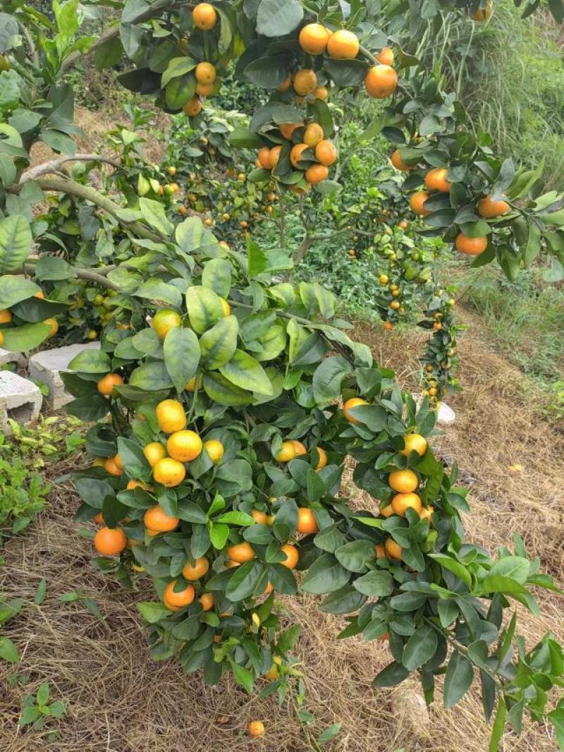 广西平南县金秋沙糖桔，皮薄，纯甜无酸无籽，化渣，颜色好看