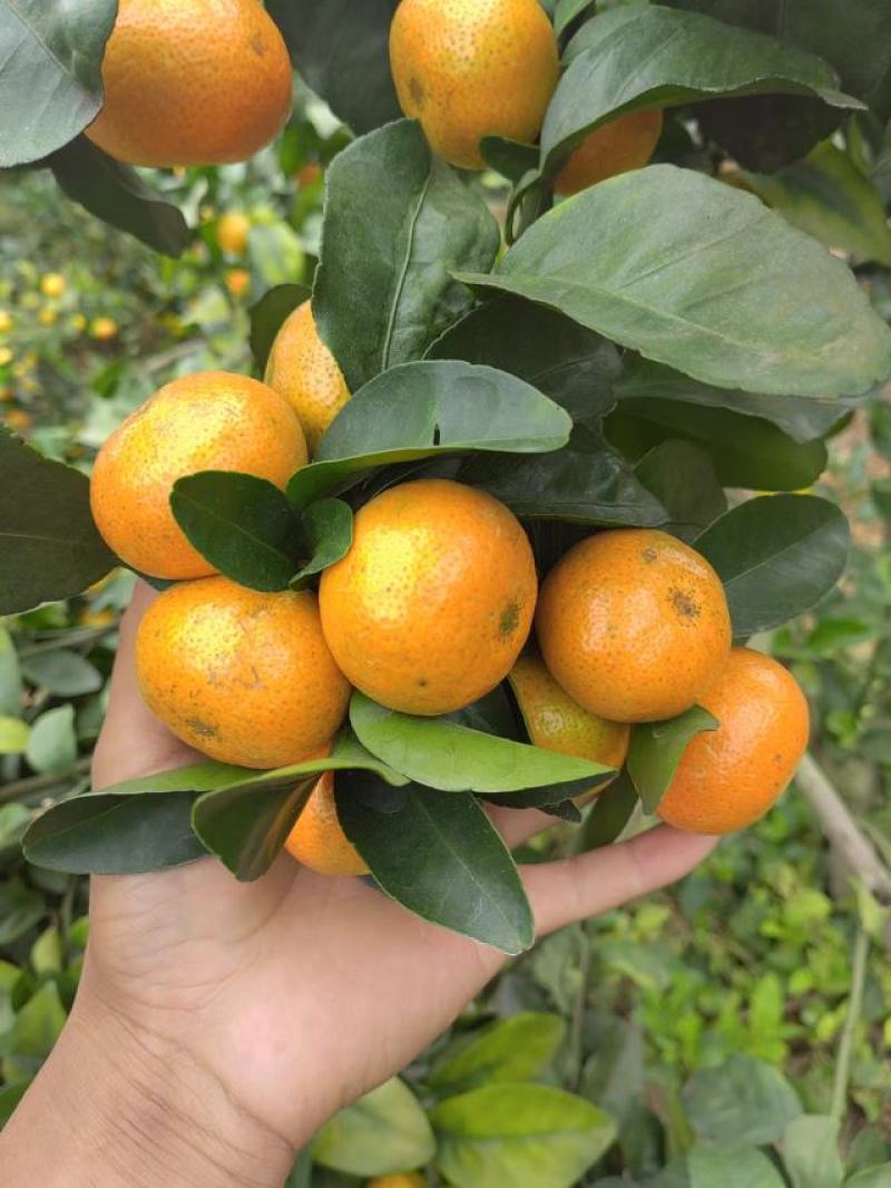 广西平南县金秋沙糖桔，皮薄，纯甜无酸无籽，化渣，颜色好看