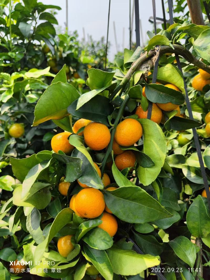 广西平南县金秋沙糖桔，皮薄，纯甜无酸无籽，化渣，颜色好看