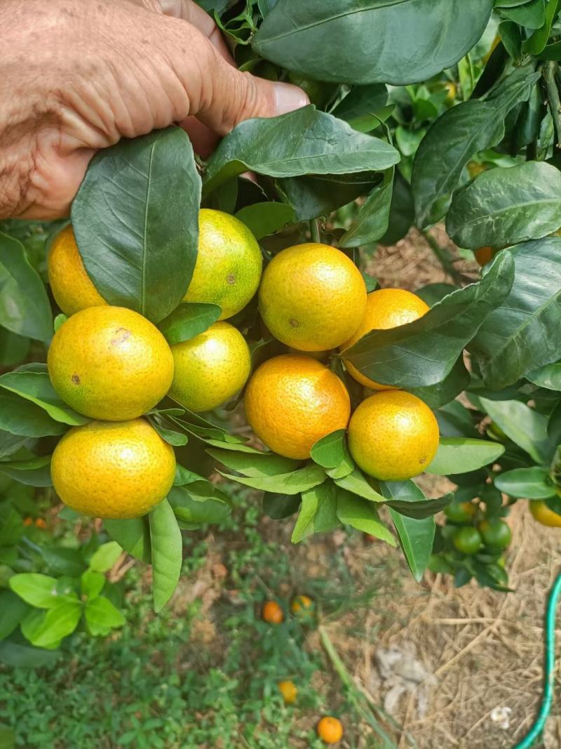广西平南县金秋沙糖桔，皮薄，纯甜无酸无籽，化渣，颜色好看