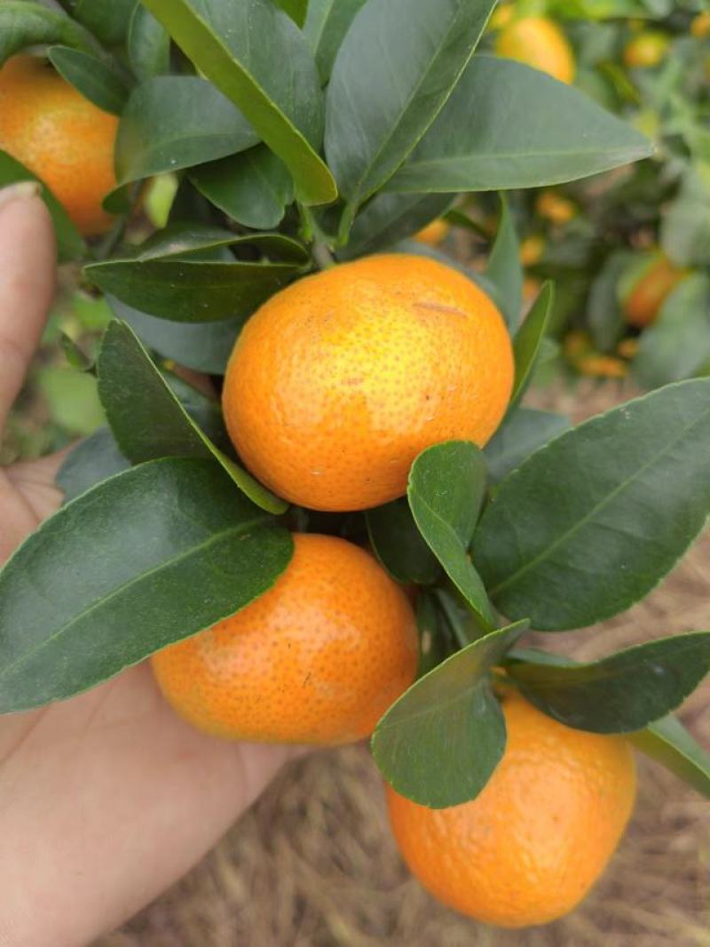 广西平南县金秋沙糖桔，皮薄，纯甜无酸无籽，化渣，颜色好看