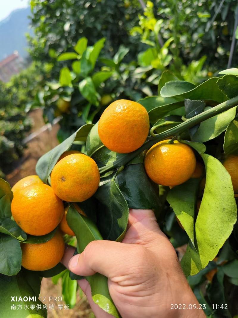 广西平南县金秋沙糖桔，皮薄，纯甜无酸无籽，化渣，颜色好看
