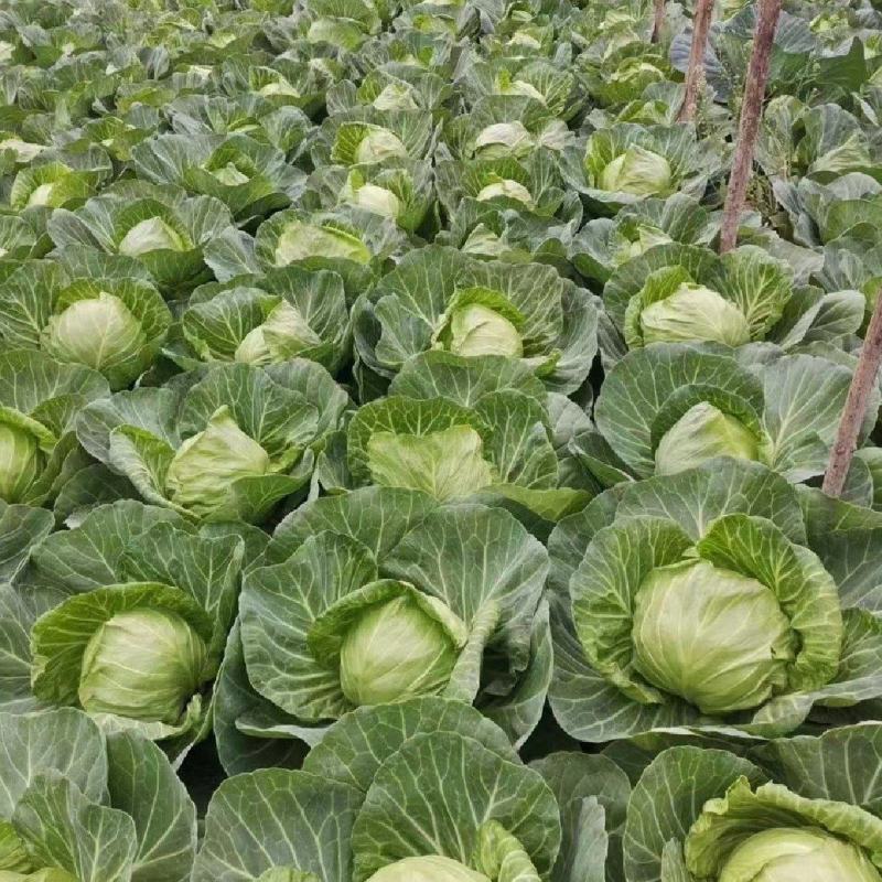 精品青甘蓝牛心菜圆包菜铁包个头均匀一手货源