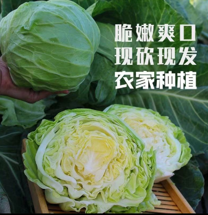 精品青甘蓝牛心菜圆包菜铁包个头均匀一手货源