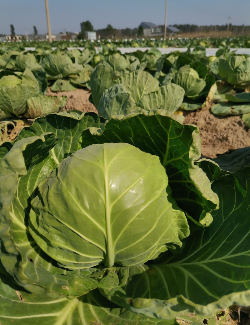 精品青甘蓝牛心菜圆包菜铁包个头均匀一手货源
