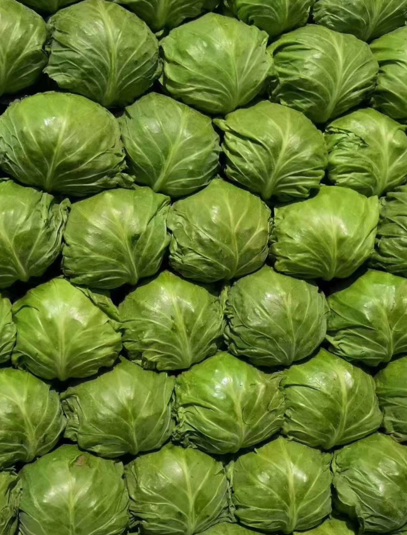 精品青甘蓝牛心菜圆包菜铁包个头均匀一手货源