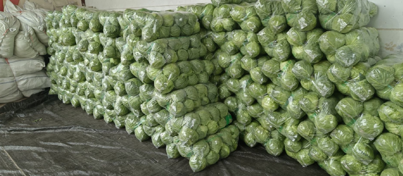 精品青甘蓝牛心菜圆包菜铁包个头均匀一手货源