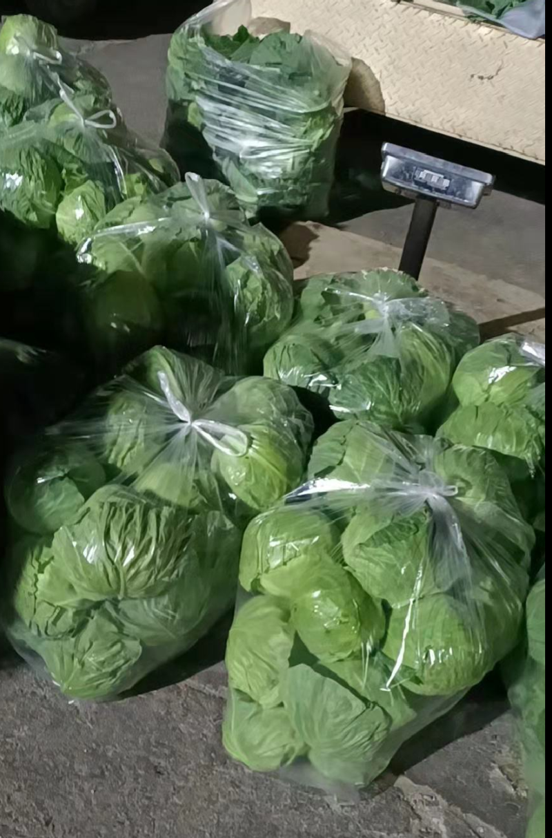 精品青甘蓝牛心菜圆包菜铁包个头均匀一手货源