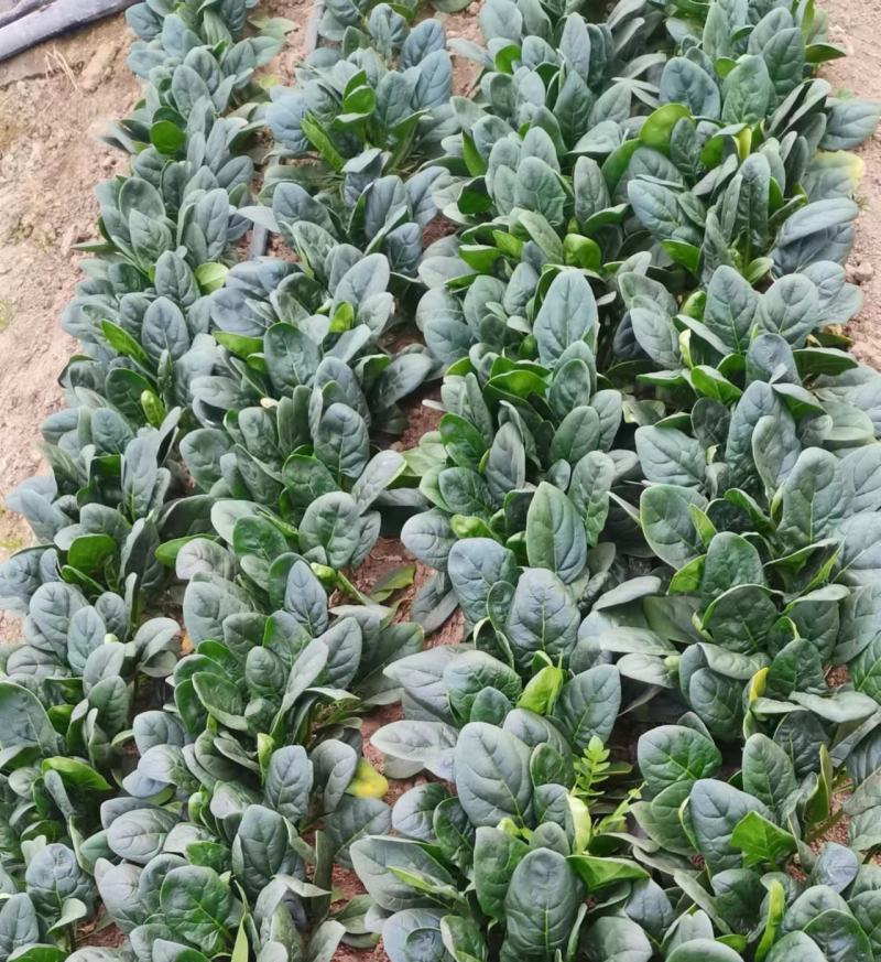 花仙子菠菜红根大叶菠菜种子四季蔬菜籽菜农种籽耐寒耐热菜种