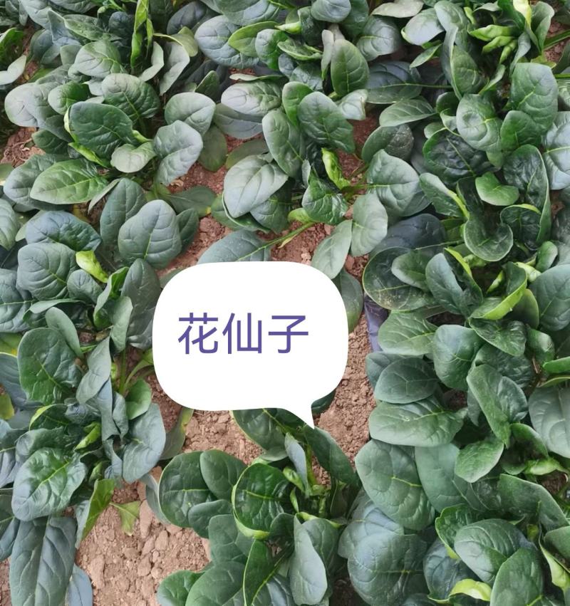 花仙子菠菜红根大叶菠菜种子四季蔬菜籽菜农种籽耐寒耐热菜种