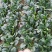 花仙子菠菜红根大叶菠菜种子四季蔬菜籽菜农种籽耐寒耐热菜种