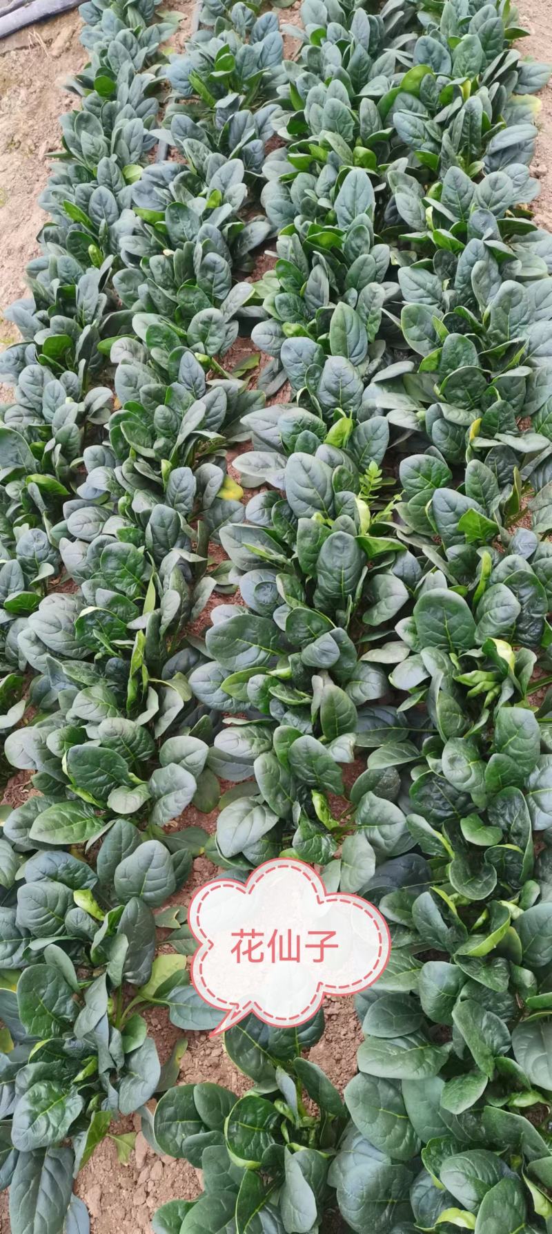 花仙子菠菜红根大叶菠菜种子四季蔬菜籽菜农种籽耐寒耐热菜种