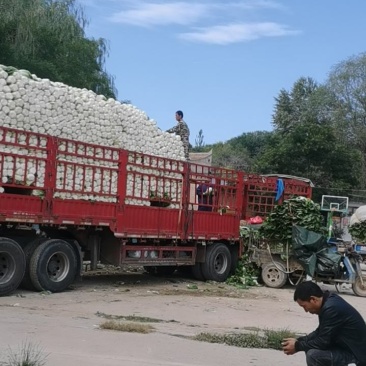 甘肃临洮县黄心大白菜大量上市价格美丽
