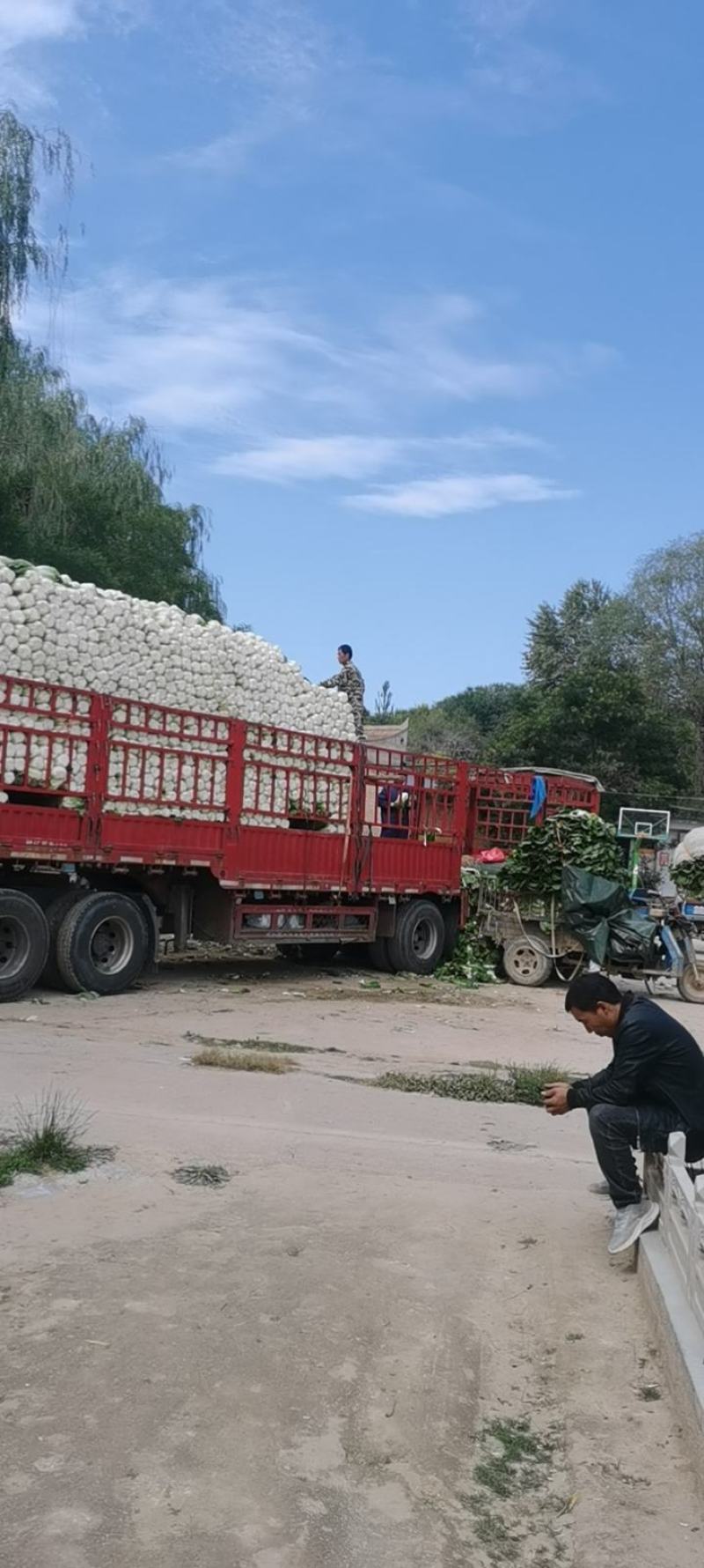 甘肃临洮县黄心大白菜大量上市价格美丽