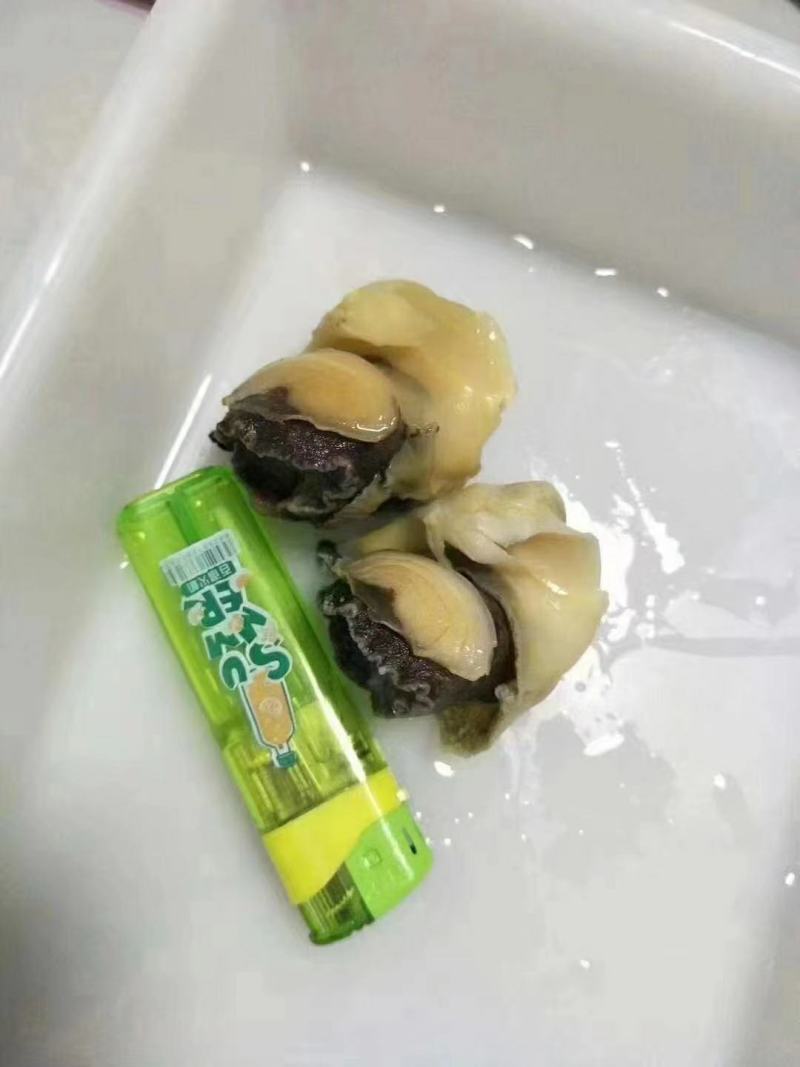 单冻海螺肉全国发货餐饮可用江苏连云港发货