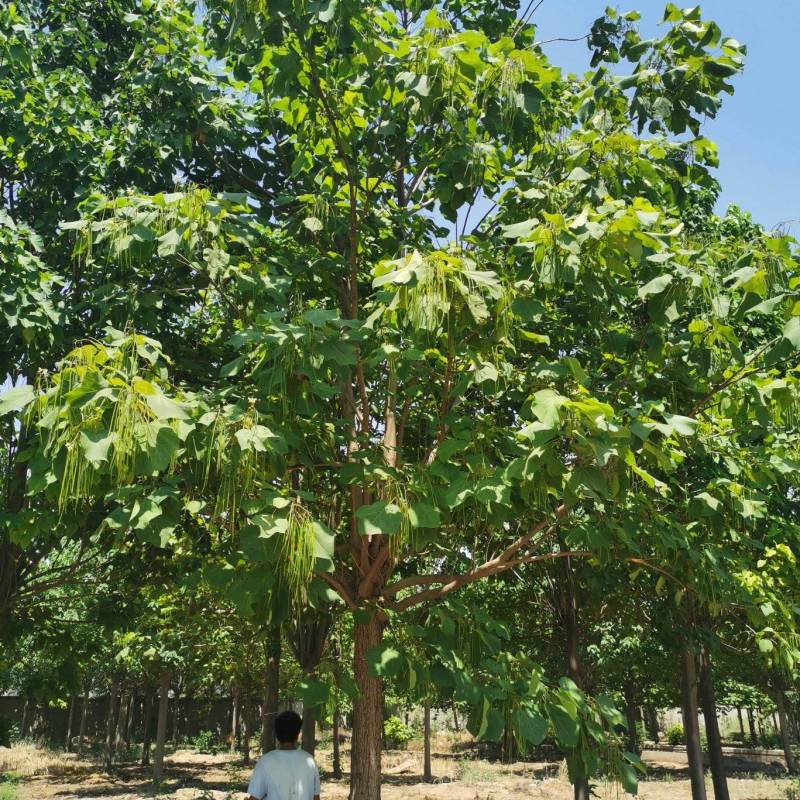 10公分梓树，7公分梓树，12公分梓树，14公分梓树价格