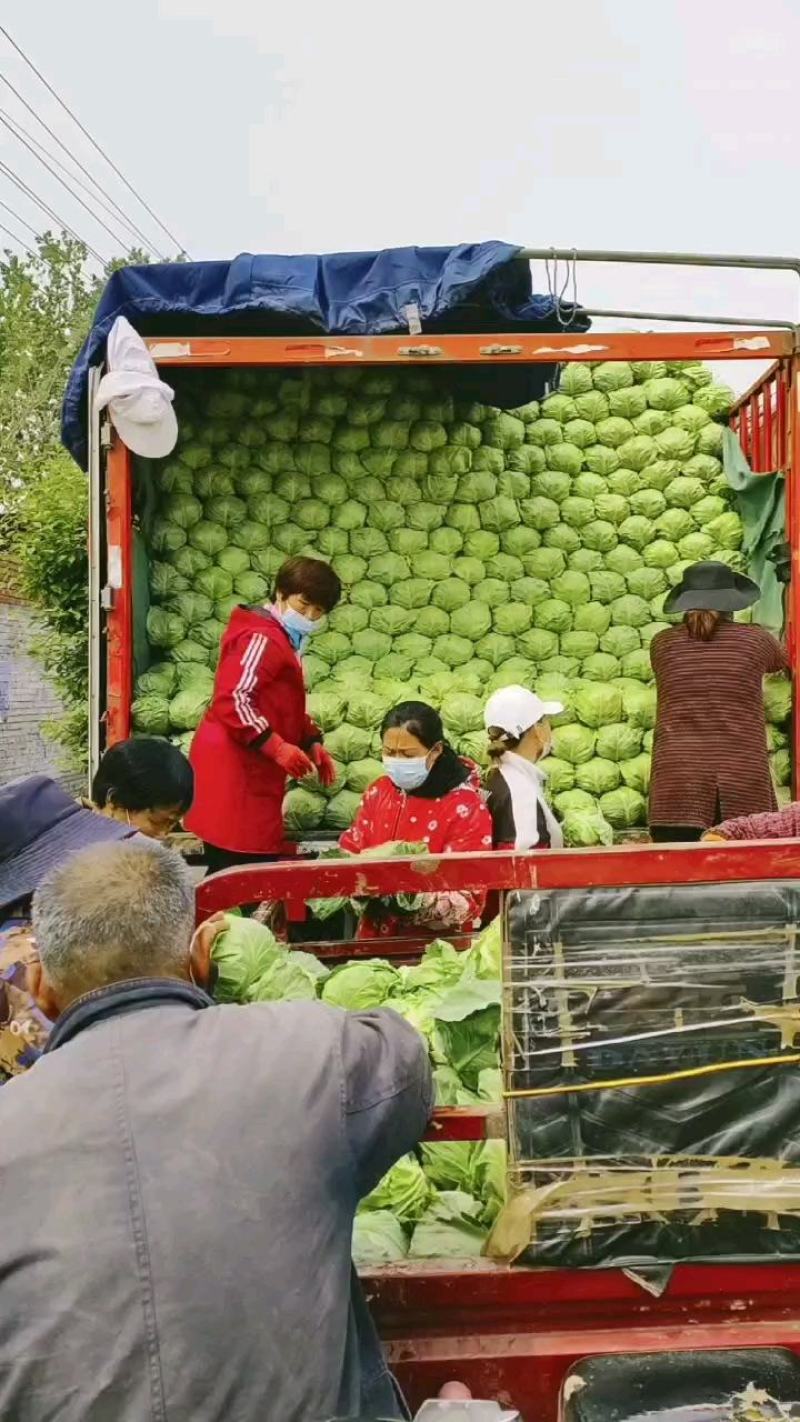 圆甘蓝批发圆包菜河南产地直发价格低质量好视频看货