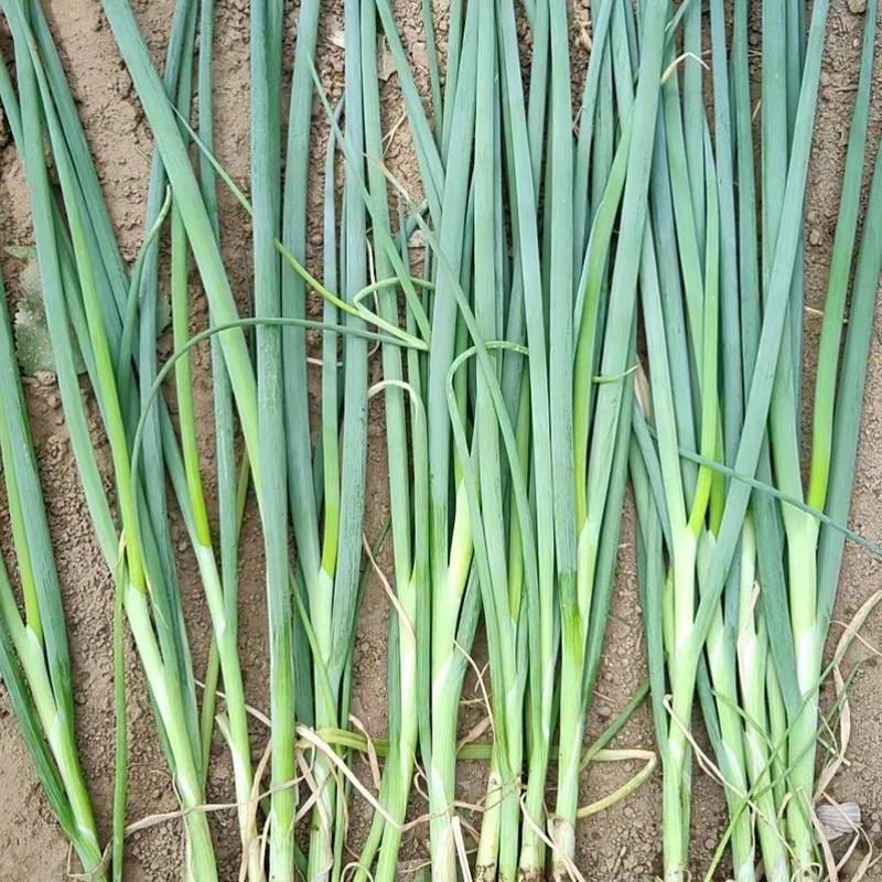 【推荐】钢葱苗：品种惠和，天光一本，章丘葱苗提供高产技术