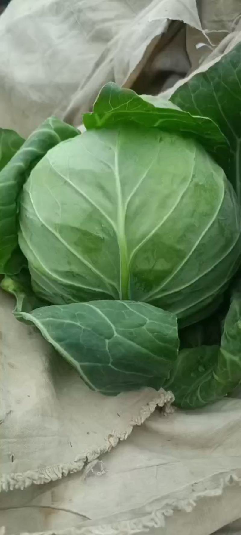 精品甘蓝量大货优，中甘甘蓝，定西高原夏菜，耐运输，耐储存