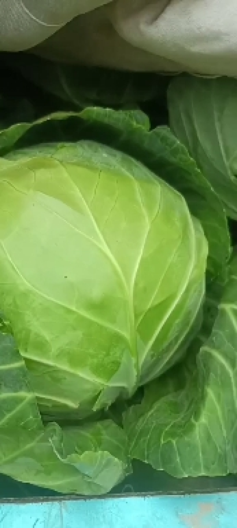 精品甘蓝量大货优，中甘甘蓝，定西高原夏菜，耐运输，耐储存