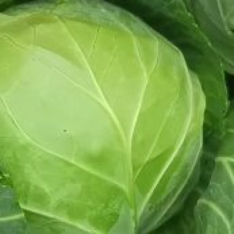精品甘蓝量大货优，中甘甘蓝，定西高原夏菜，耐运输，耐储存