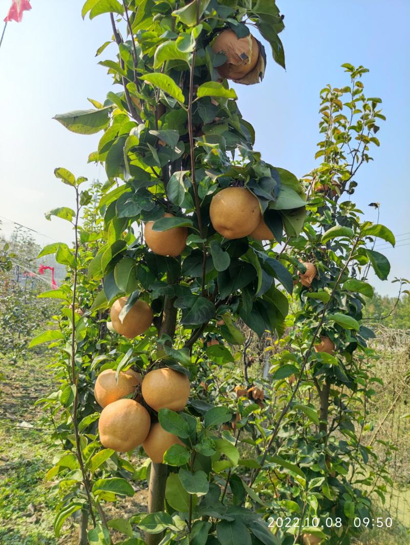 柱状梨一柱状梨苗一山农酥梨一新品种梨树苗(量大从优)