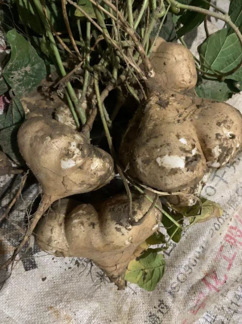 凉薯豆薯地瓜湖北产地一手货源现挖现发电联洽谈