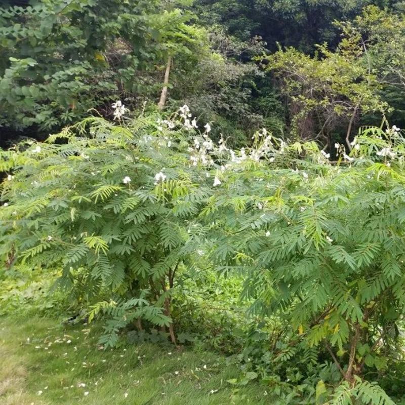 山毛豆种子林木种籽毛豆种子短萼灰叶种子四季庭院播护固土