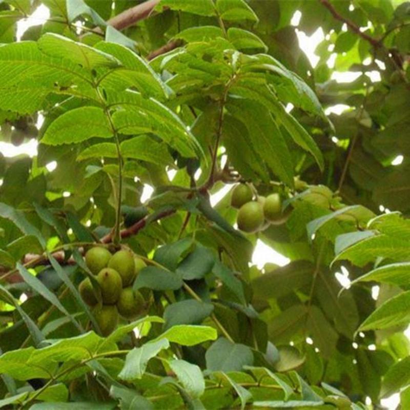 新采核桃种子野生核桃树种子薄皮核桃树品种核桃种子山核桃种