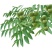 新采核桃种子野生核桃树种子薄皮核桃树品种核桃种子山核桃种