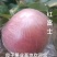 临猗黄土高坡坡上膜代冰糖心红富士苹果箱货毛重十斤净重9斤
