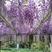 紫藤花种籽爬藤花卉植物紫藤种子室外庭院耐寒四季易活攀爬垂